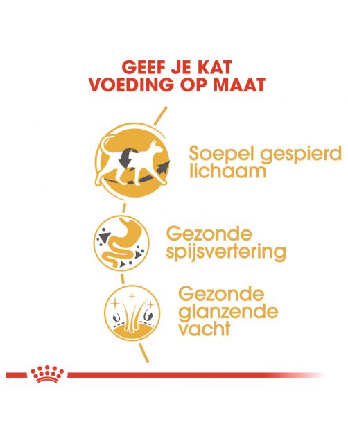 Royal Canin Siamese Adult - Kattenvoer