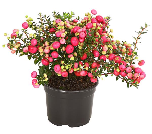Torfmyrte, rosa