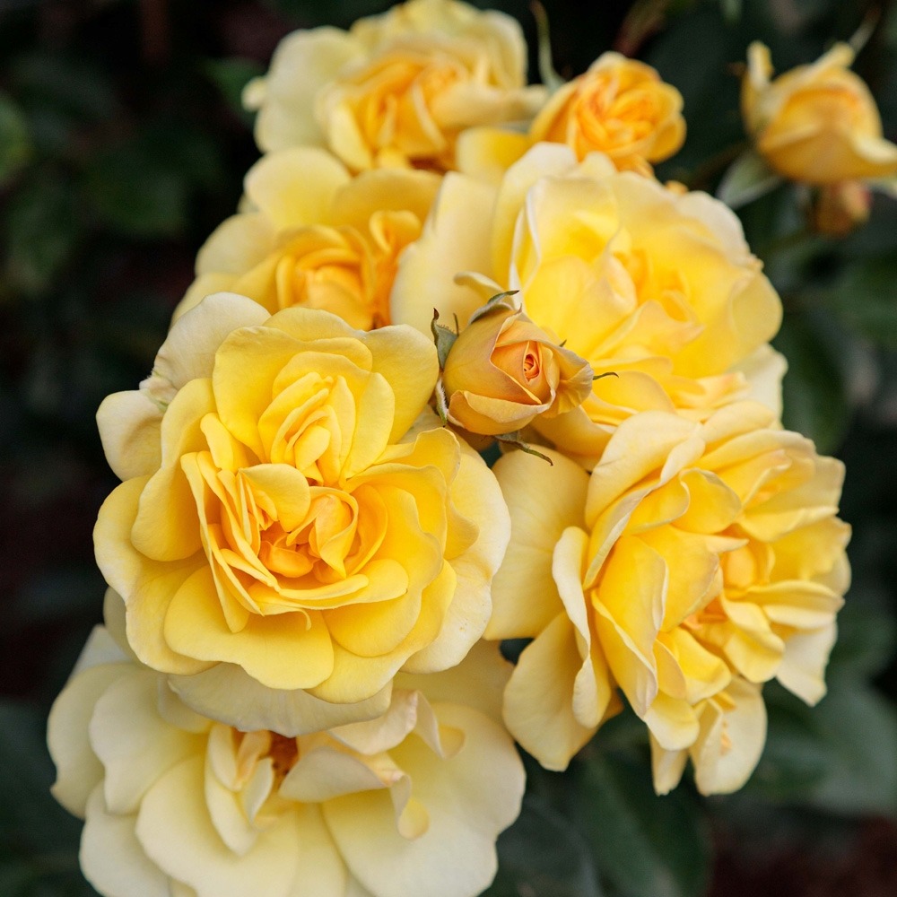 Rosier grimpant golden pareo ® meipiyou sans motte