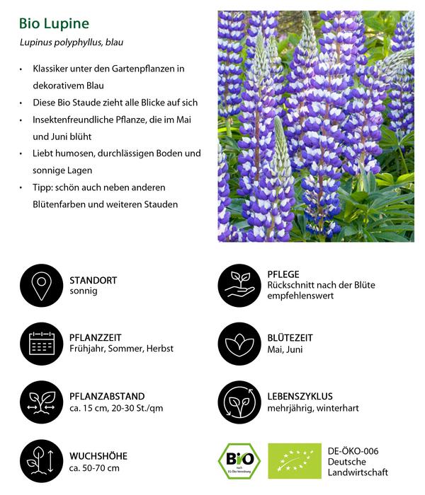 Bio Lupine, blau