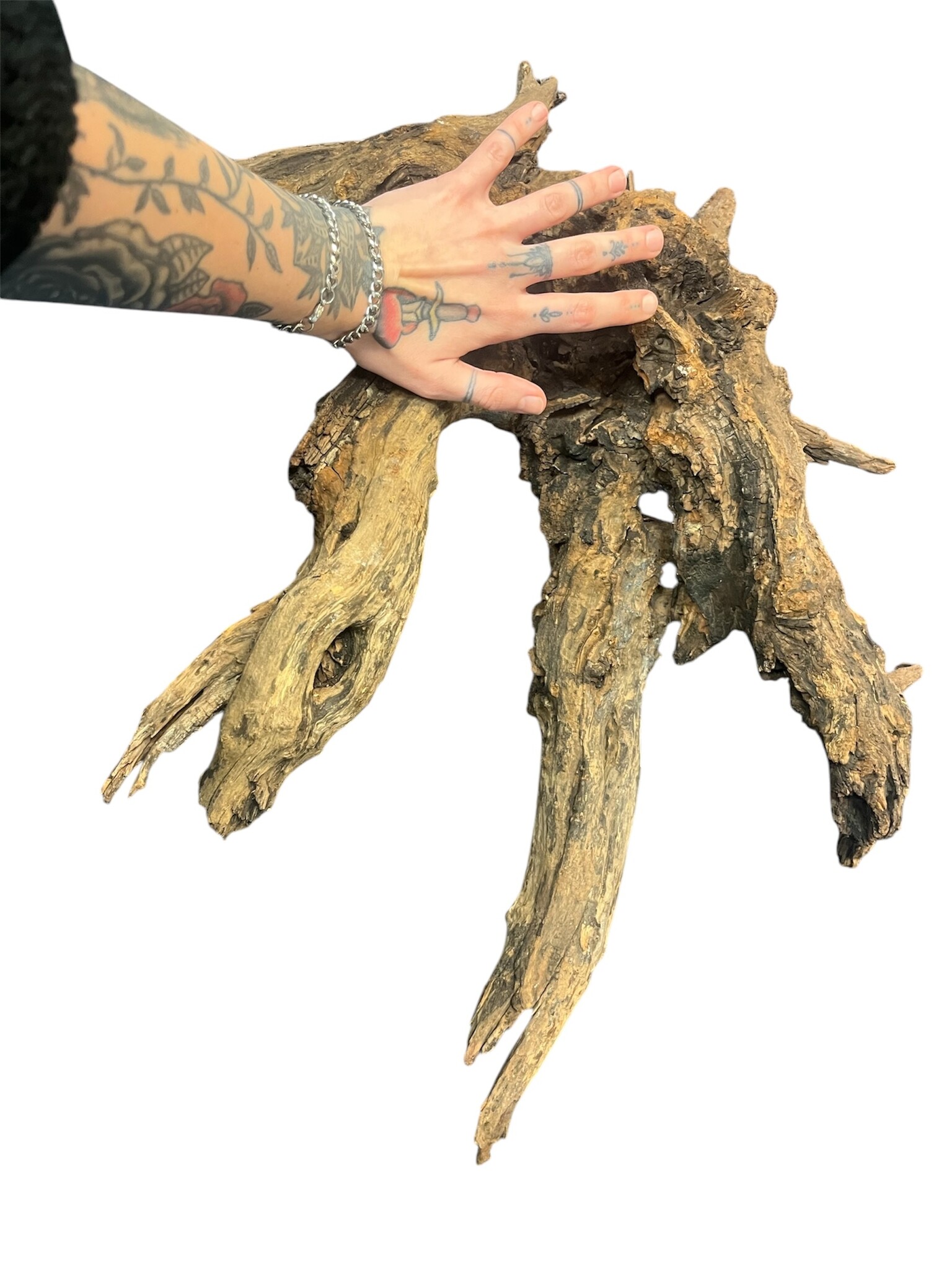 AquastoreXL Corbo Root XL NR06 3,4kg