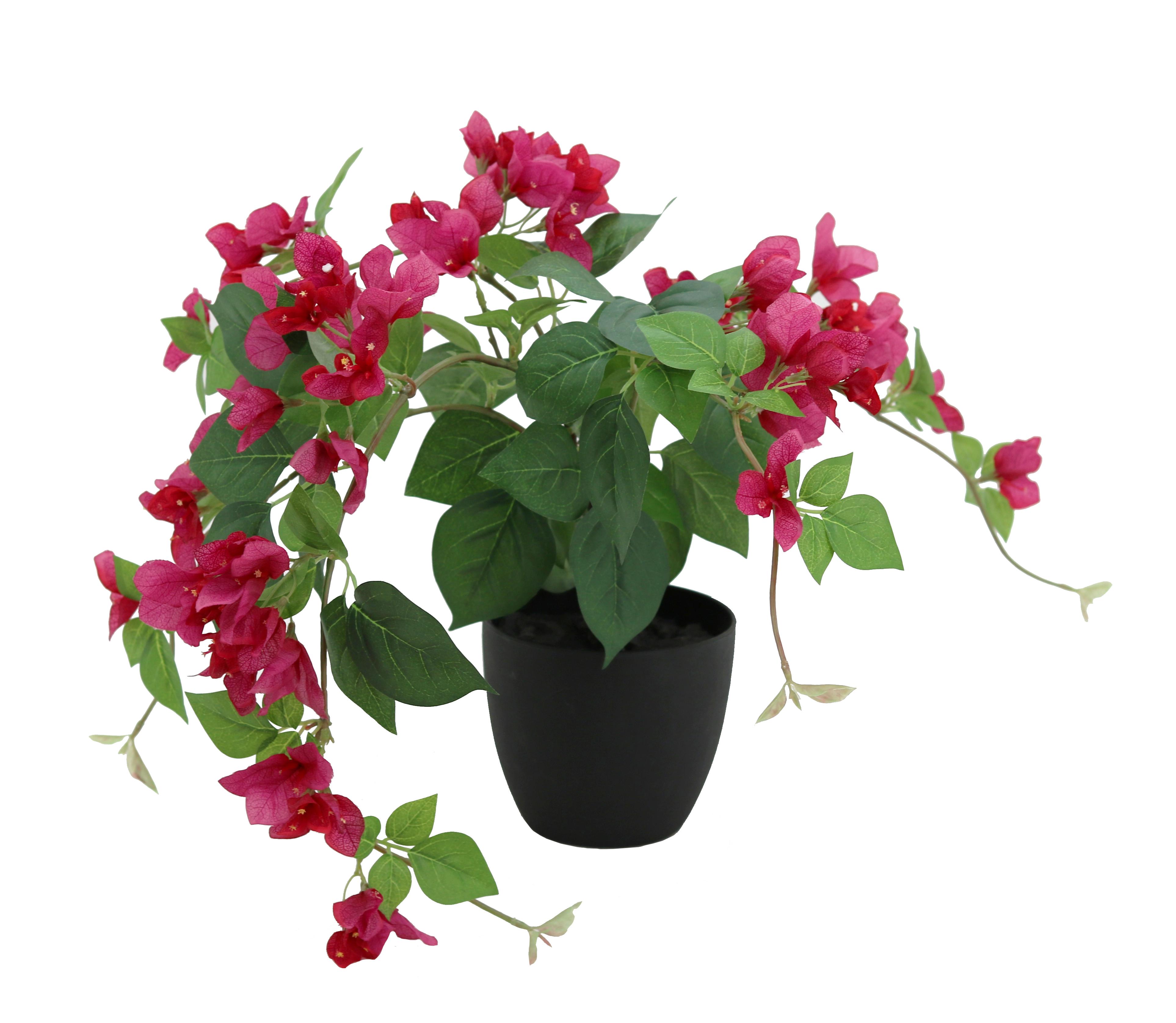 BOUGAINVILLIER RETOMBANT POT H.40CM FUCHSIA