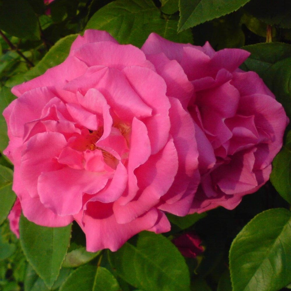 Rosier grimpant zéphirine drouhin (1868) sans motte
