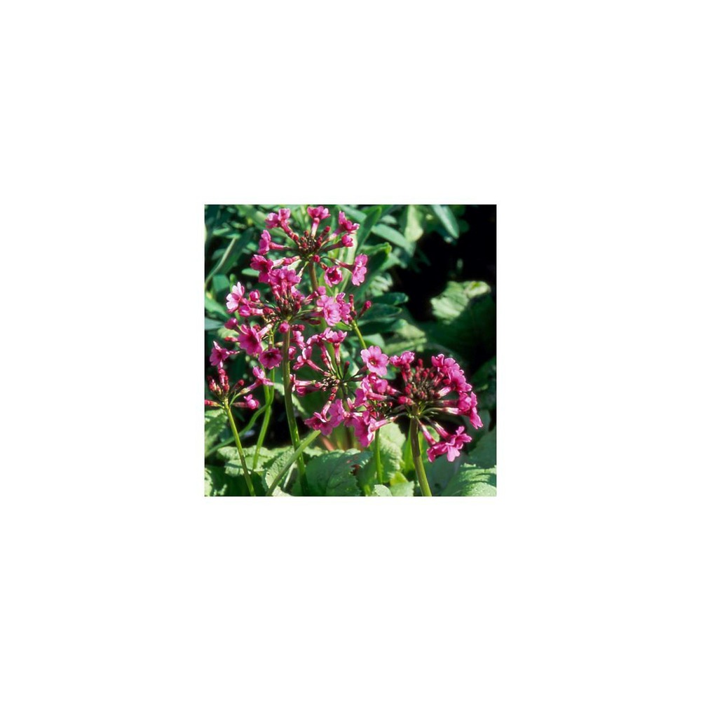Primevère du japon miller's crimson/primula japonica miller's crimson[-]godet