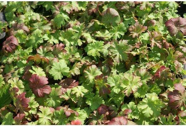 Ooievaarsbek (Geranium cantabrigiense 'Cambridge') D 9 H 10 cm