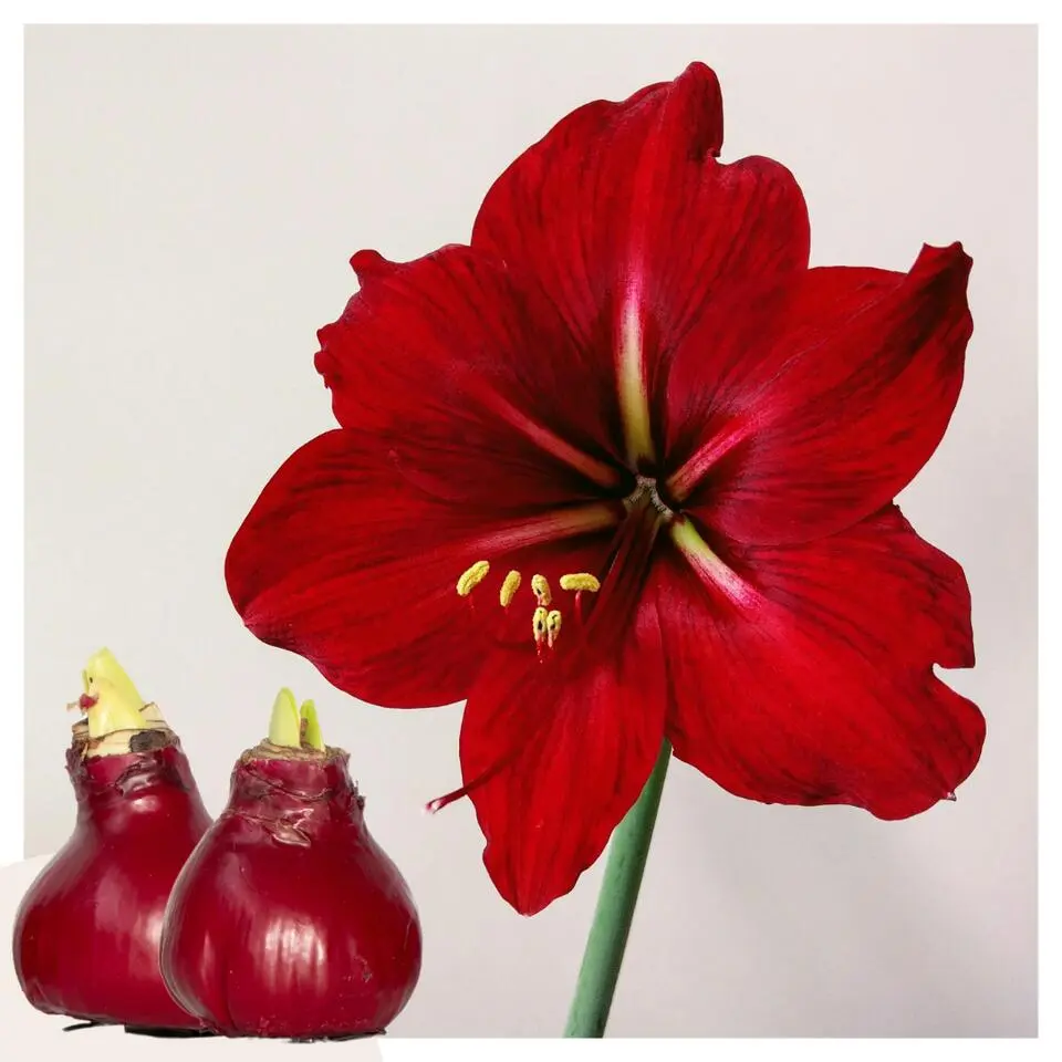 Amaryllis - Hippeastrum 'Wax Bordeaux' - Bloembol - Rood