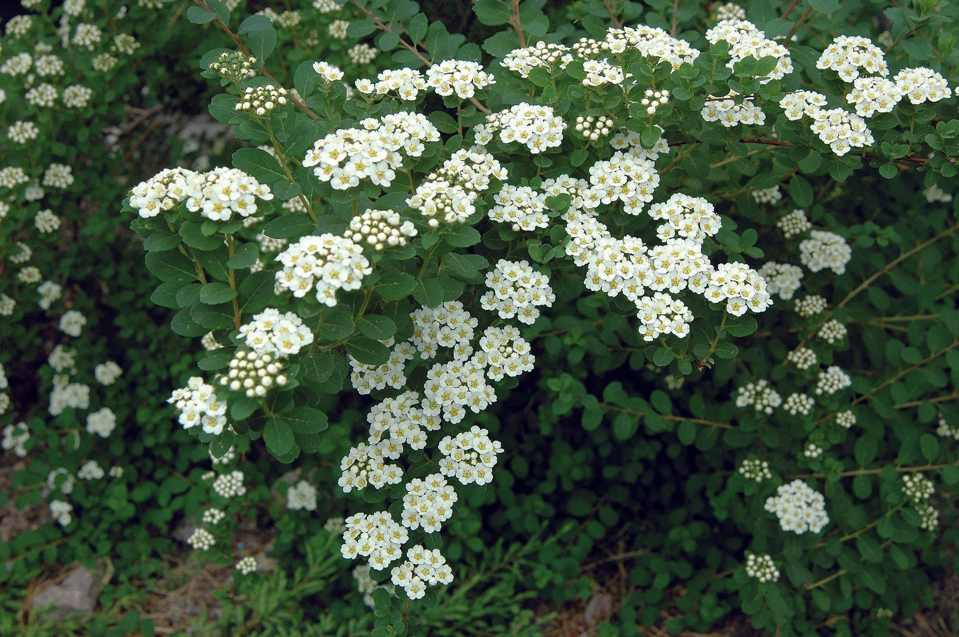 Spiraea nipponica 'Snowmound' Sommerspirea 'Snowmound' Ø22 cm