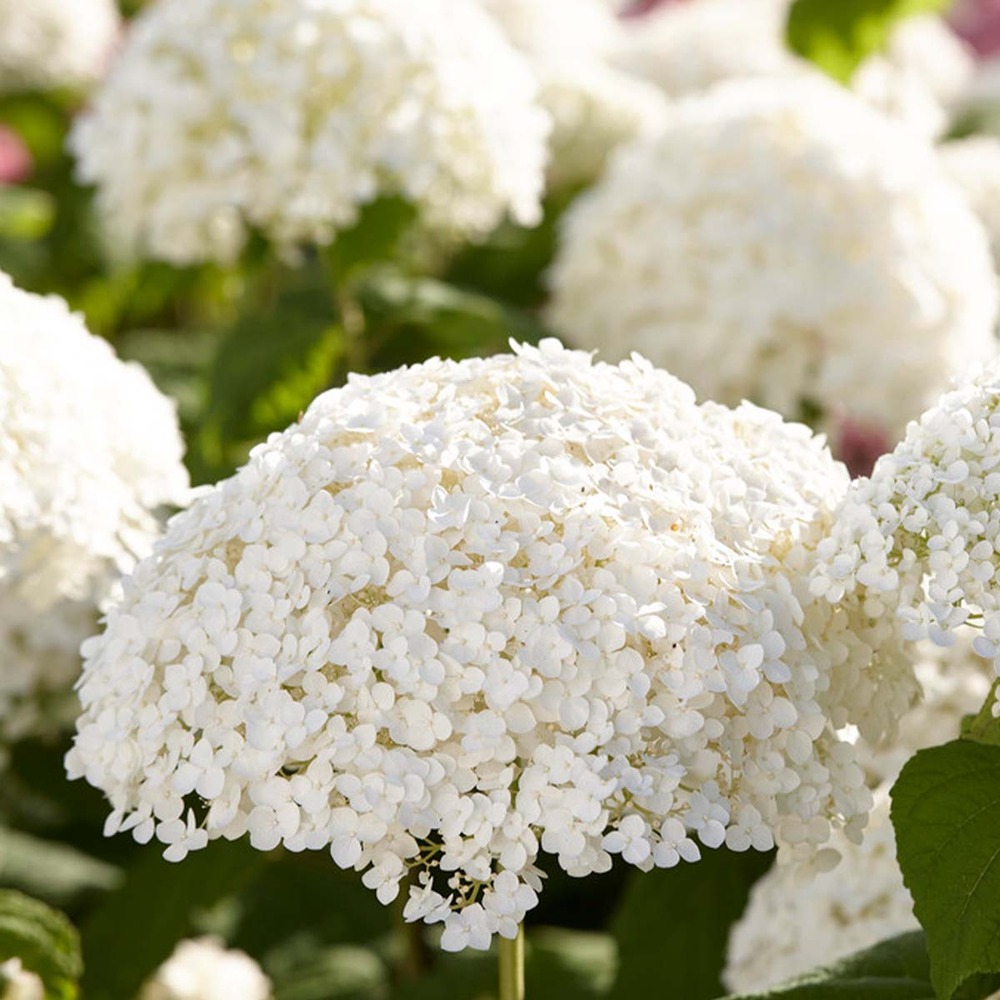 2x hortensia 'strong annabelle' - hortensia - arbuste - rustique – ⌀19 cm - ↕40-50 cm