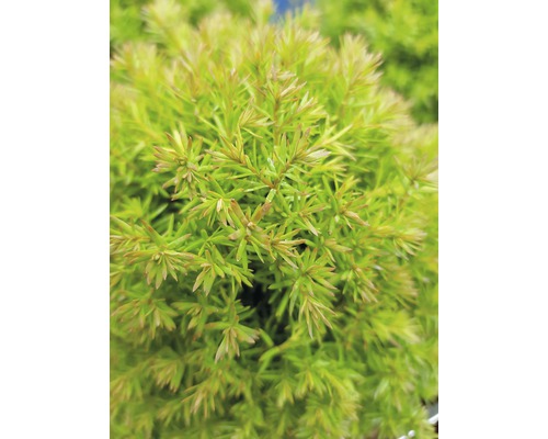 FloraSelf 'Teddy' 'Teddy' 'Knuffelboom' H 15-20 cm Co 1.5 L