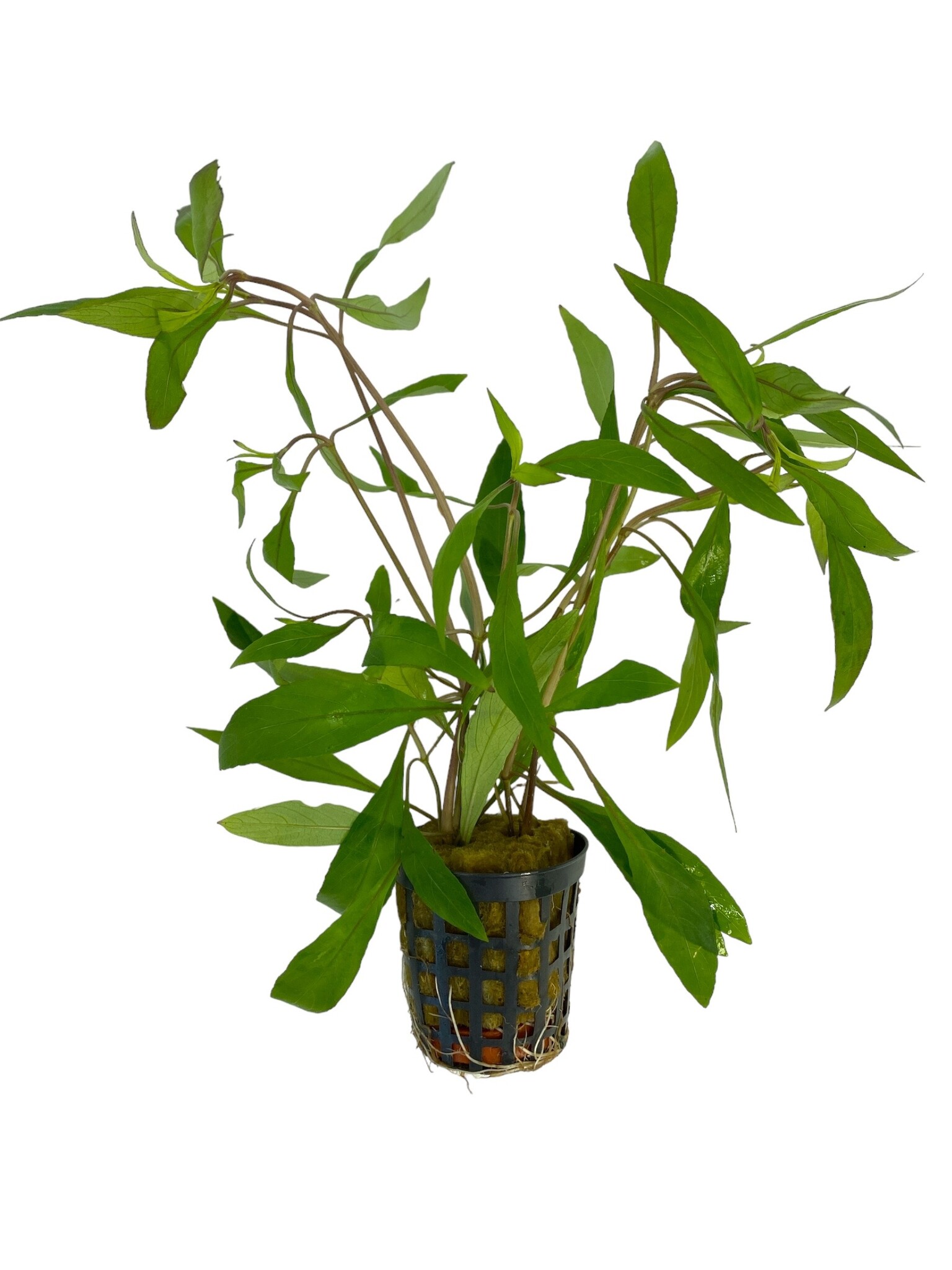 Waterplant Hygrophila Corymbosa Thailand  Aquariumplant