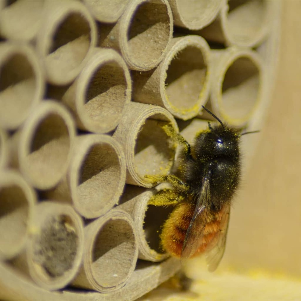 Maison à abeilles et pochettes en papier et trous