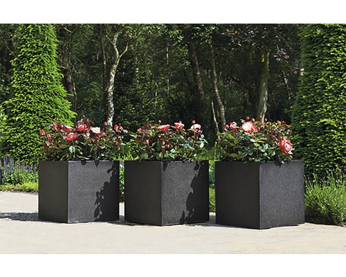 Nostalgie® struikroos FloraSelf H 30-40 cm Co 3 L dubbele bloemen