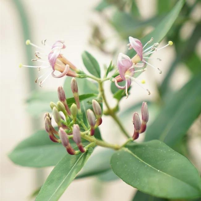 Chèvrefeuille de henryi - lonicera henryi 3l