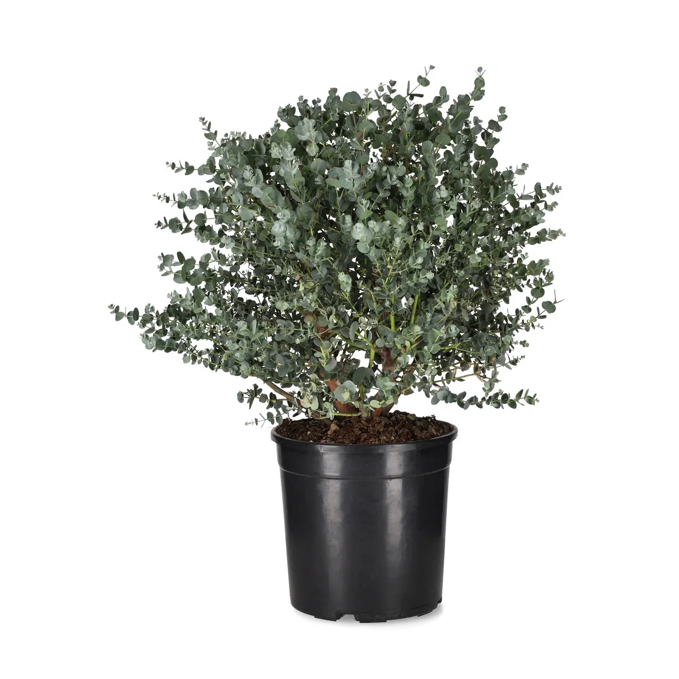 Eucalyptus gunnii Sølveukalyptus Ø23 cm