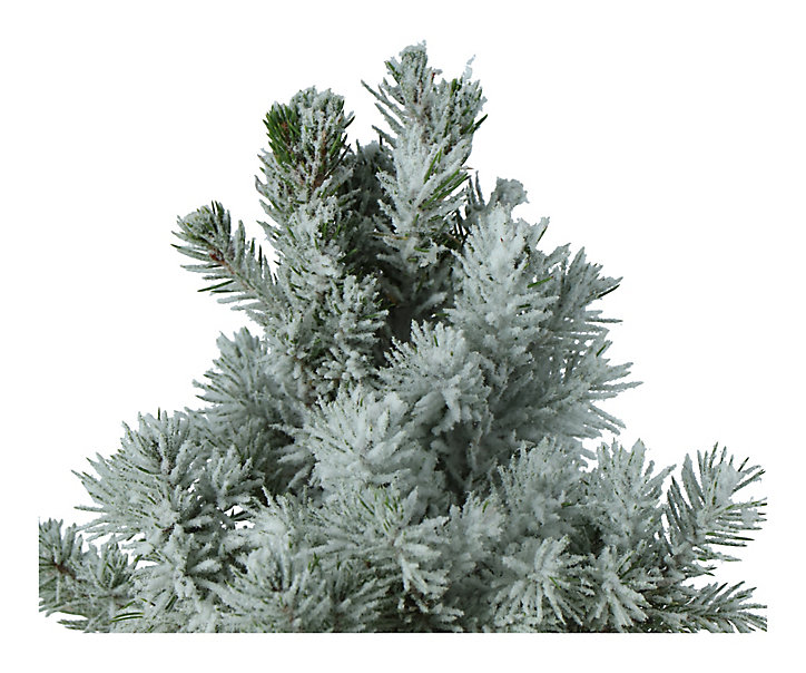 Sapin avec pot en zinc 13 cm
