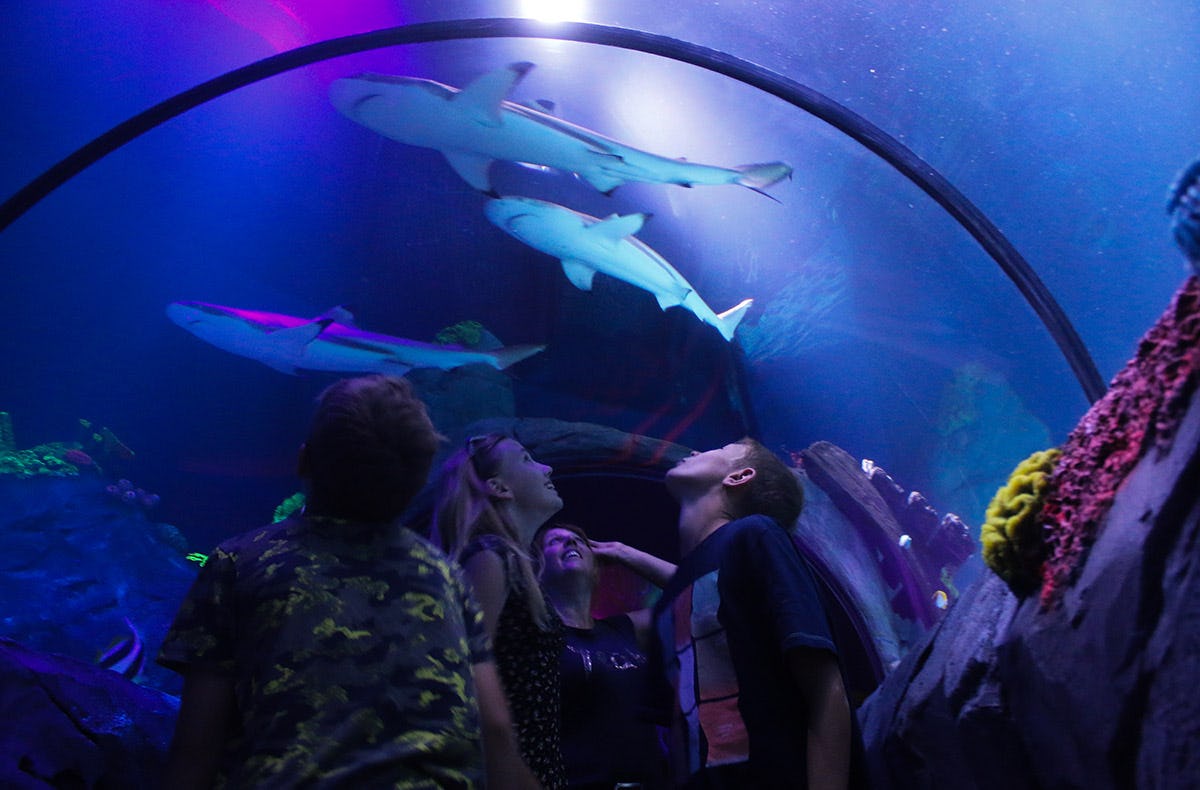 Sea Life Konstanz (Kinder-Ticket)
