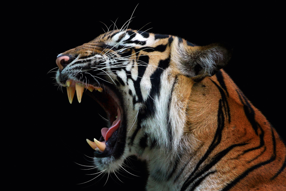 Akustikbild FAUCHENDER TIGER 80x120cm, 7kg