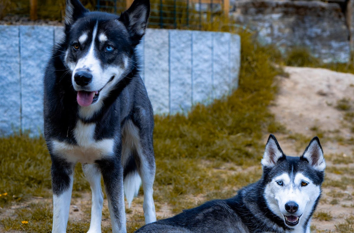 Husky Wanderung Althütte