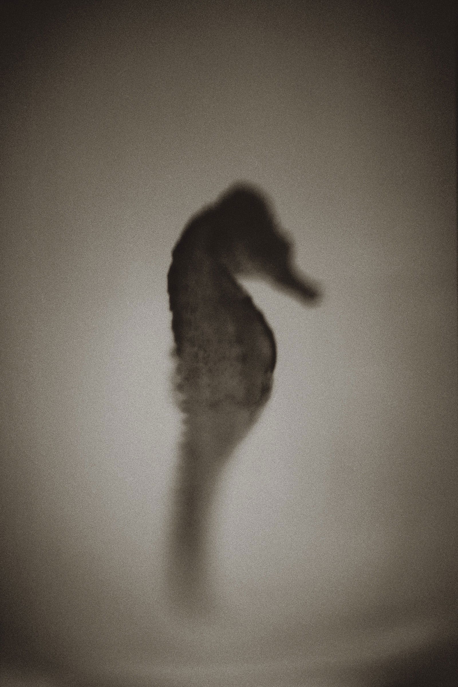 Seahorse by Henry Horenstein - Open Edition.
