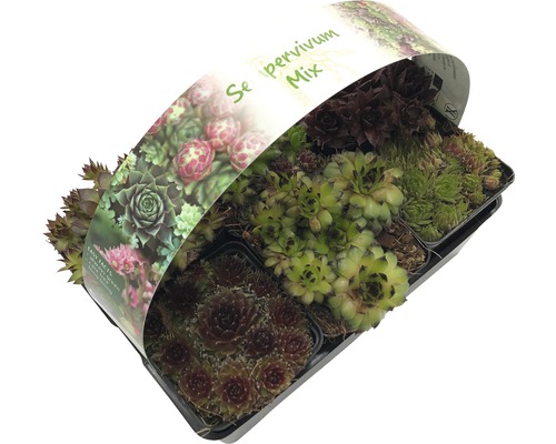 Sempervivum Mix FloraSelf Houseleek Ø 7 cm Pot 6 stuks