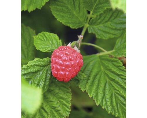 Raspberry BrazelBerry ® 'Raspberry Shortcake' ® H 25-30 cm Co 4,5 L doornloos en zonder uitlopers
