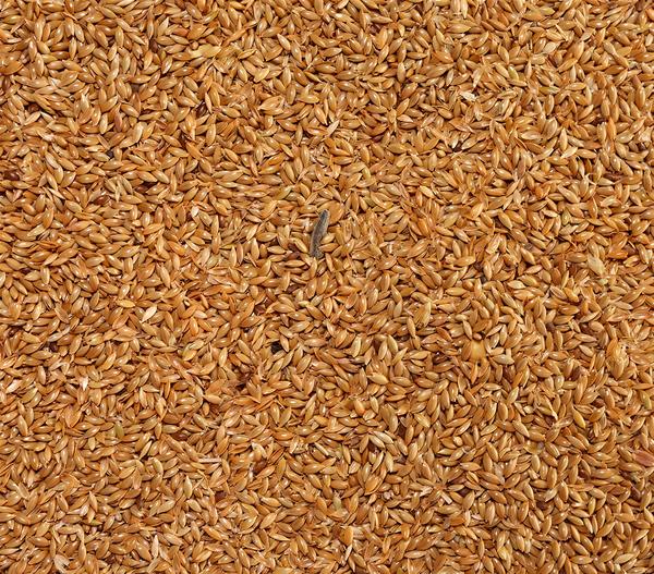 Dehner Lieblinge Kanariensaat, 1 kg