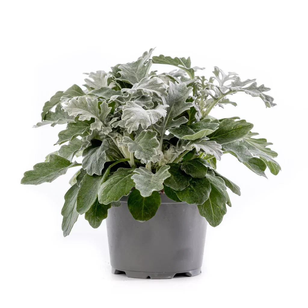 Senecio cineraria Silver 12 cm Sølvkrans Ø12 cm