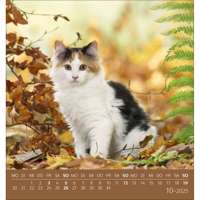 Postkartenkalender - 2025 - Schmusekatzen