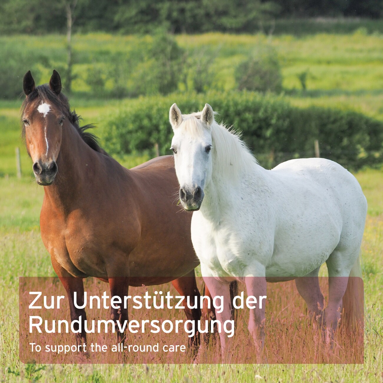 AniForte 4 in 1 Complete Horse 3 kg