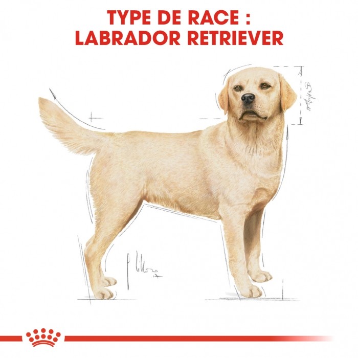 Royal Canin Labrador Retriever Adult - Croquettes pour chien