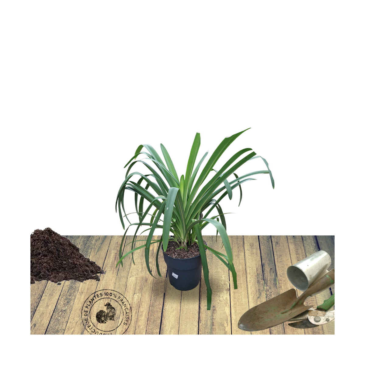 Agapanthe africanus petit eskimo/agapanthus africanus 'petit eskimo'[-]pot de 4l - 20/40 cm