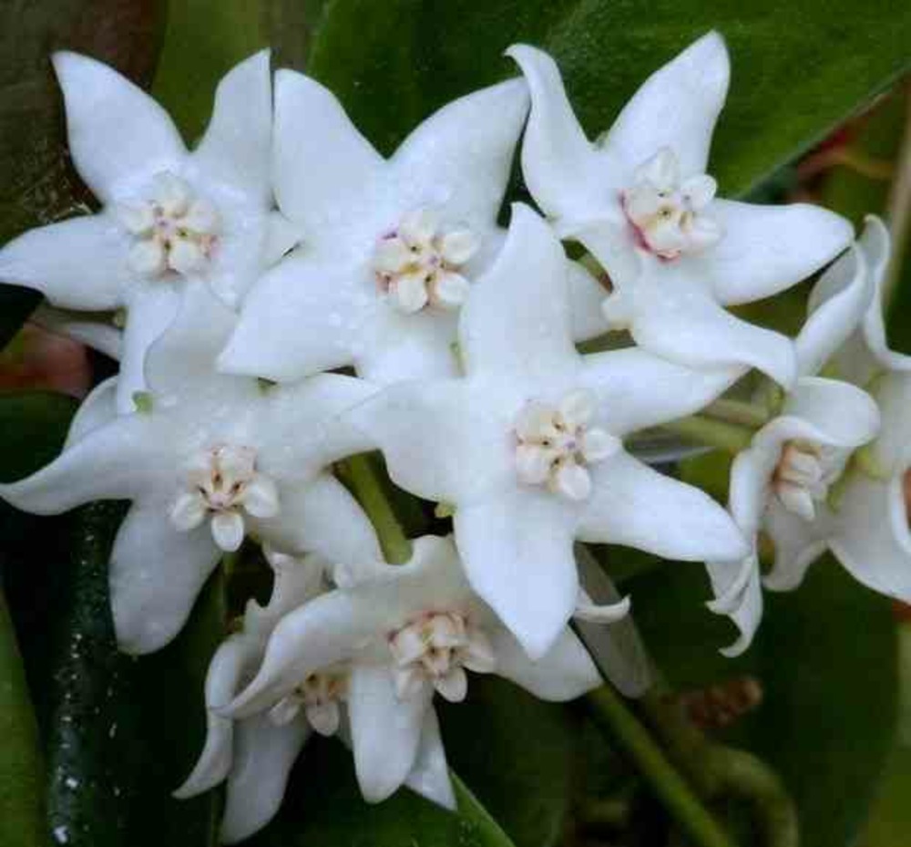 Hoya albiflora (fleur de porcelaine, fleur de cire) blanc - taille pot de 2 litres - 20/40 cm