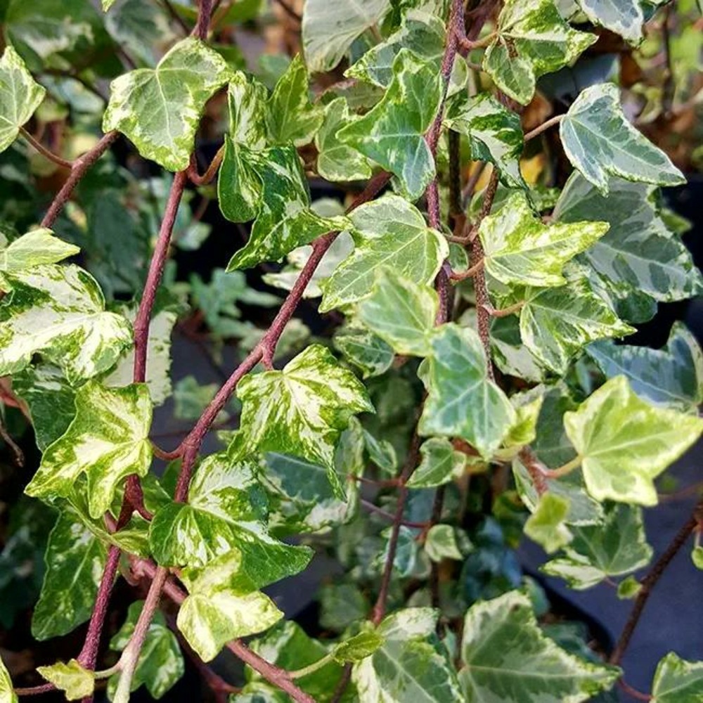 Lierre panaché 'tricolor' - hedera helix 3l