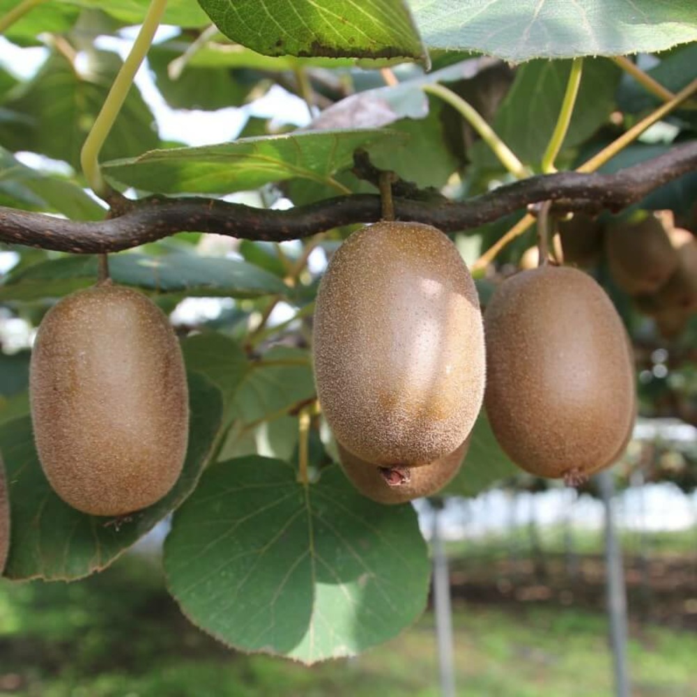 Kiwi auto-fertile 'jenny' (actinidia deliciosa 'jenny') - conteneur 2l - 20/40cm
