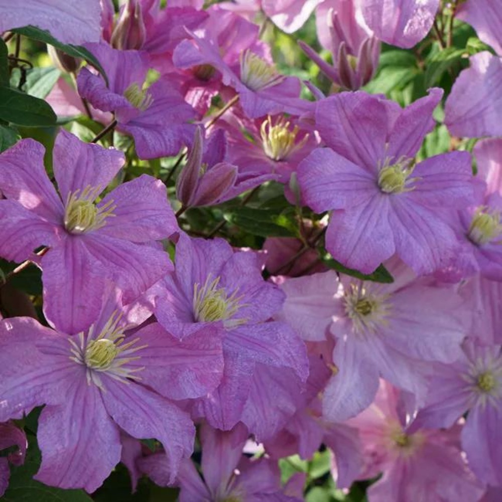 Clématite 'comtesse de bouchaud' - clematis 1,5l