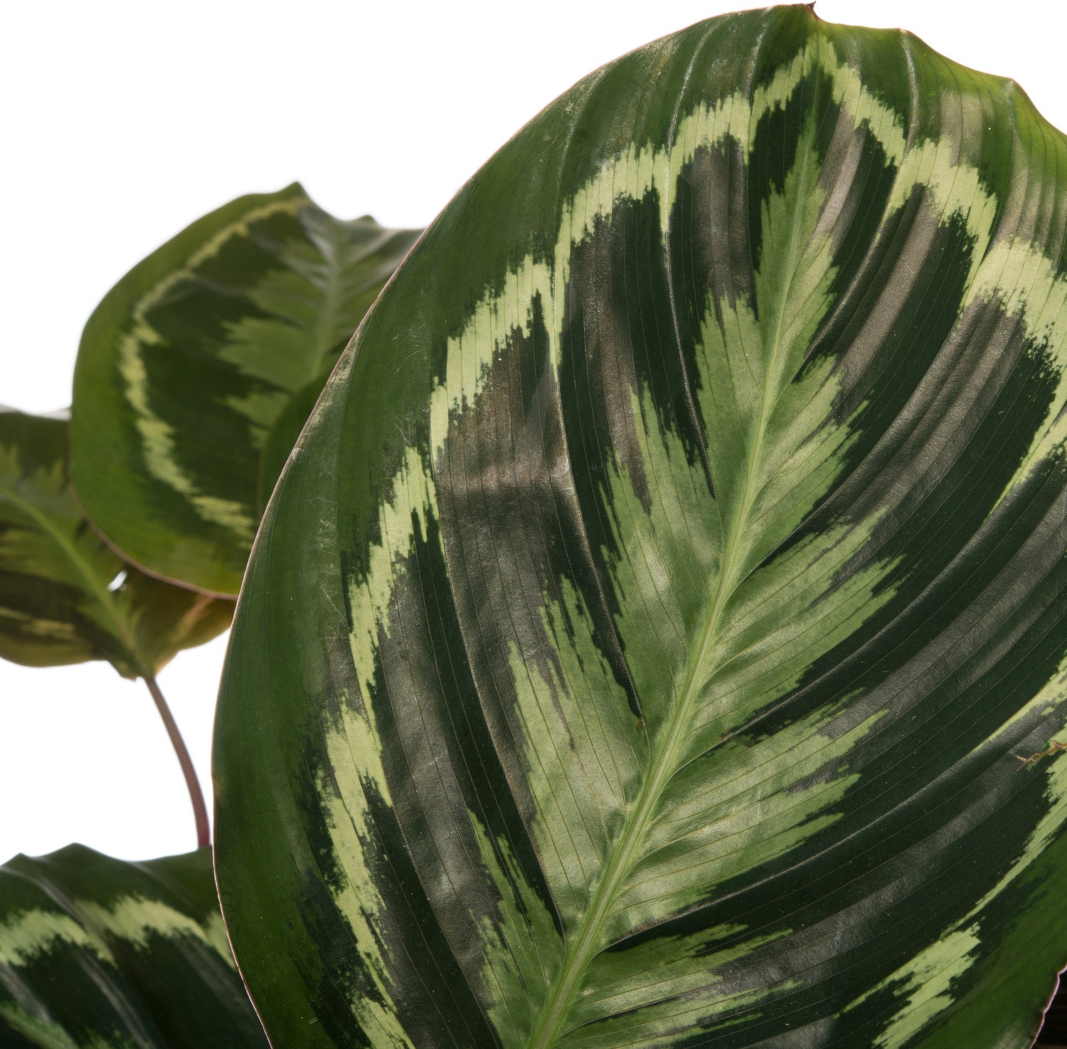 Calathea (Calathea 'Medallion') D 24 H 80 cm