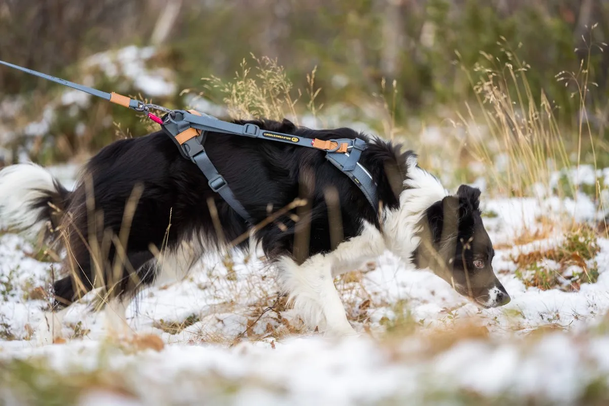 Seleverkstedet Trekreg dog harness Grå/brun