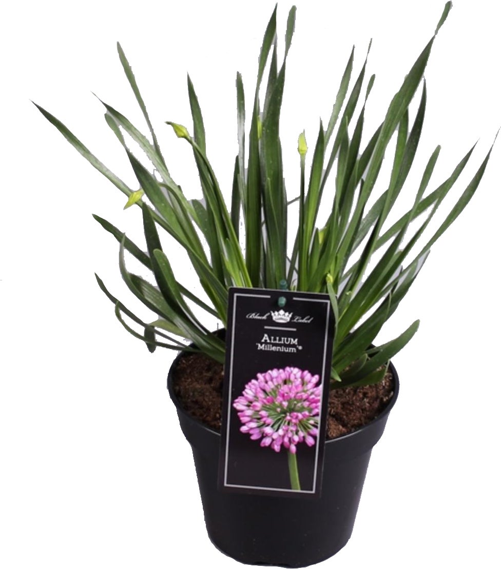 Sierui (Allium millennium) D 17 H 35 cm
