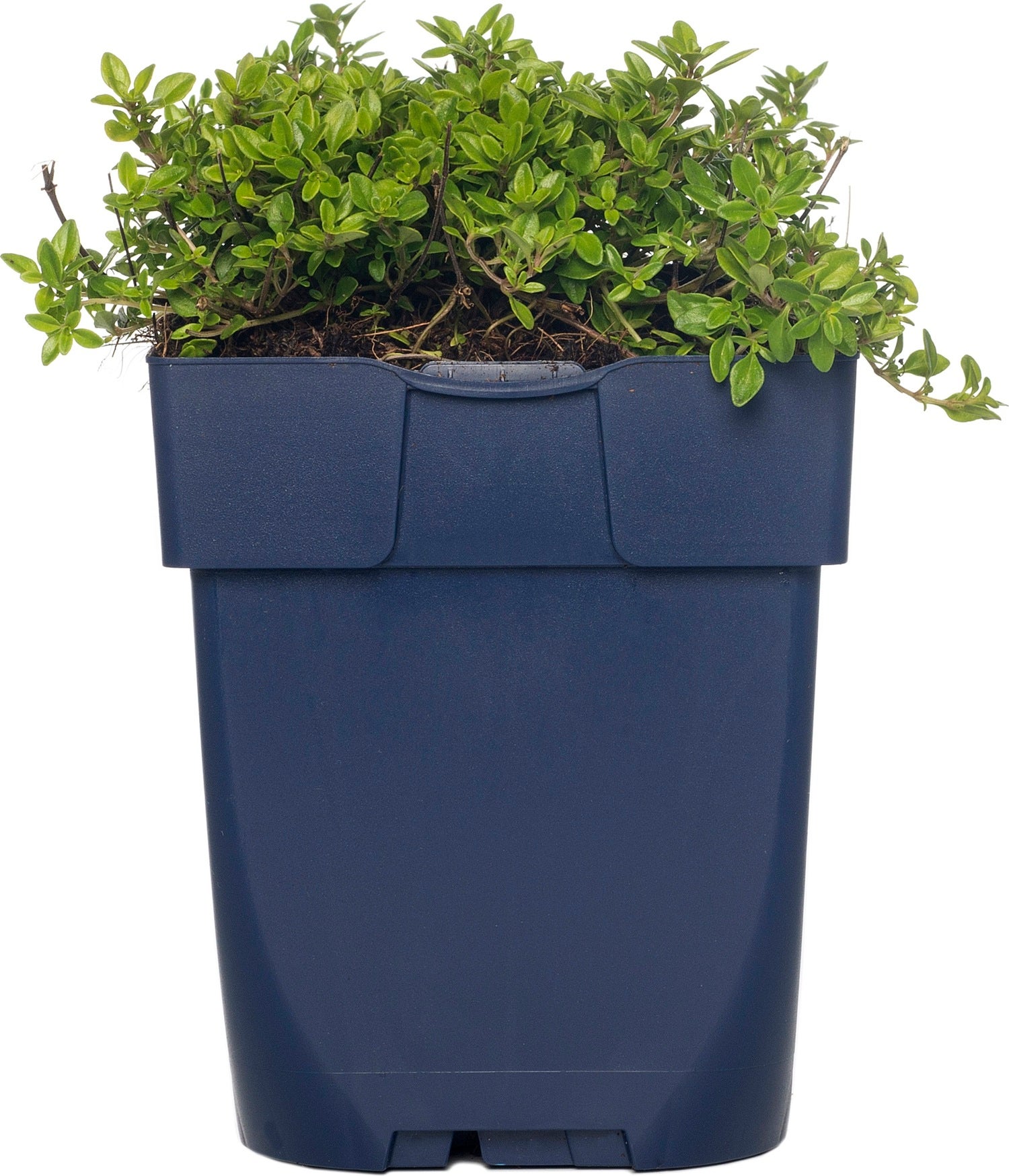 Tijm (Thymus praecox 'Albiflorus') D 11 H 15 cm