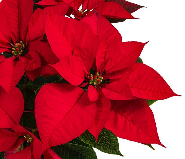 Weihnachtsstern - Euphorbia pulcherrima