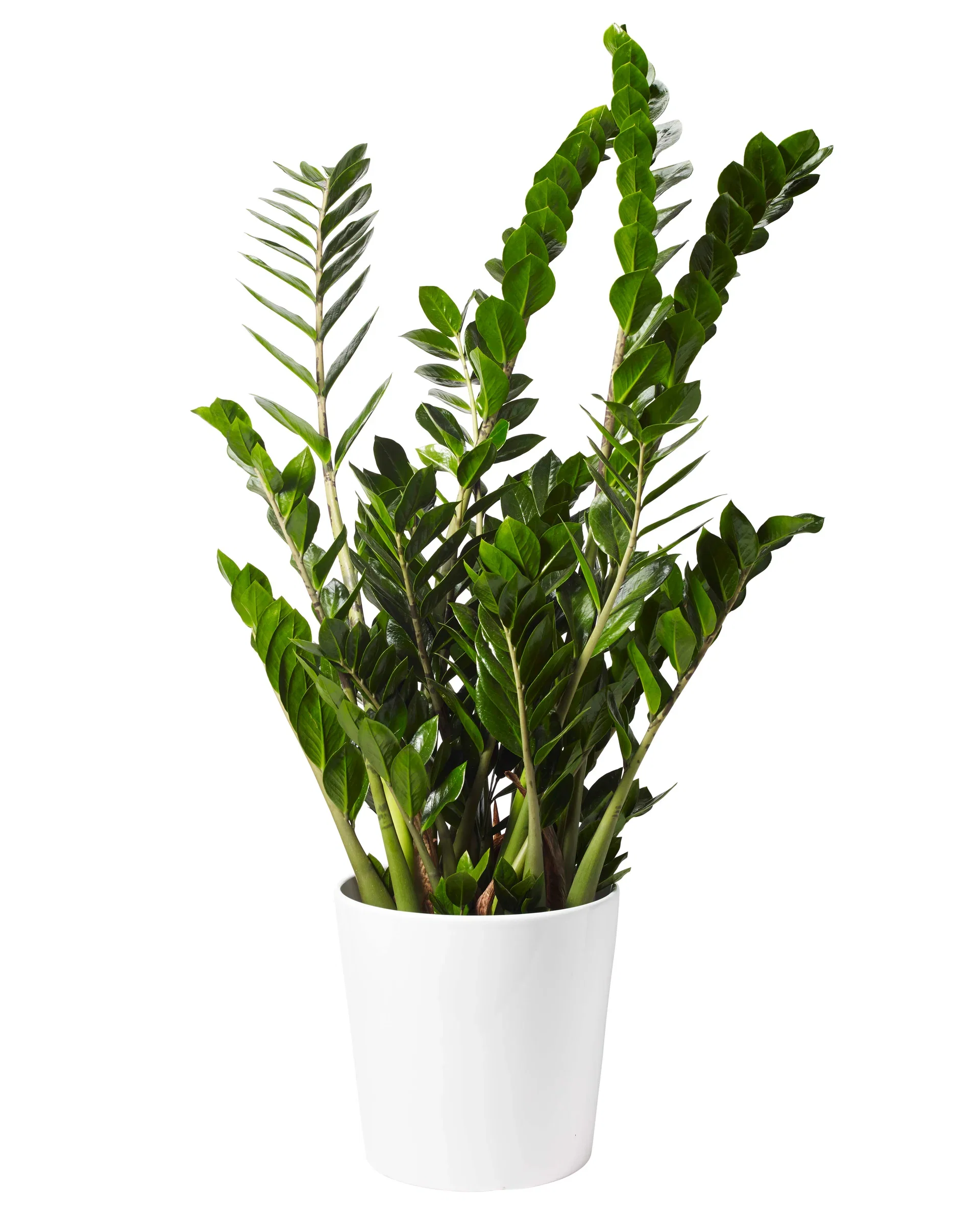 Zamioculcas zamiifolia Smaragdpalme Høyde 110 cm