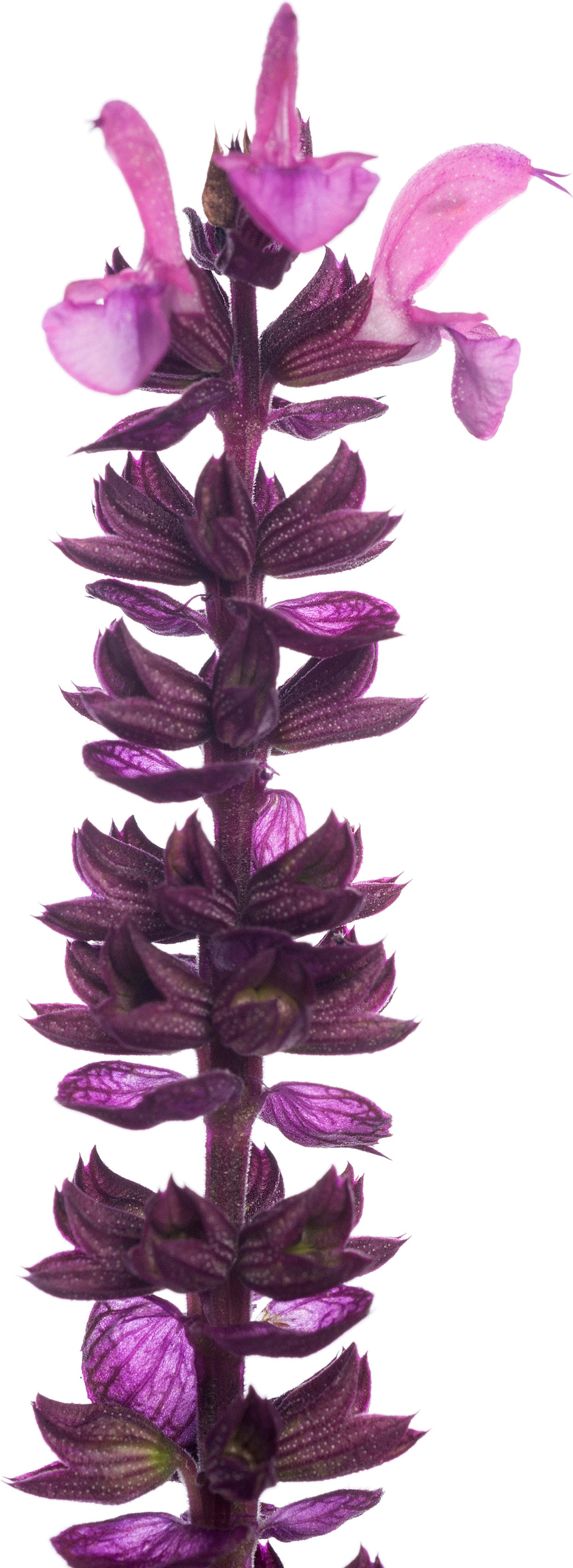 Siersalie (Salvia nemorosa 'Sensation Deep Rose') D 11 H 20 cm