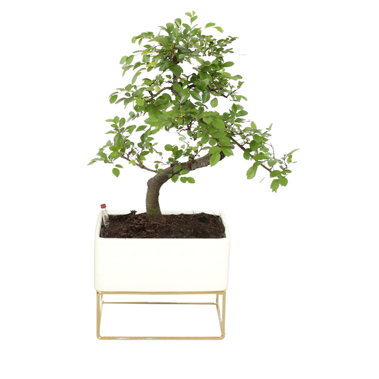Bonsai Zelkova en céramique blanche/cadre métal