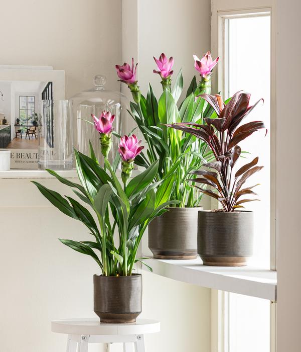 Indische Safranwurz - Curcuma alismatifolia