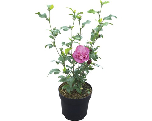 Tuinhibiscus FloraSelf Hibiscus syriacus 'Magenta Chiffon' H 50-60 cm Co 4,5 L halfdubbele bloemen