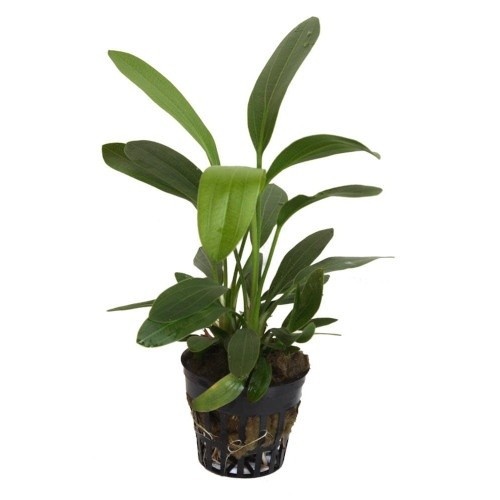 Echinodorus Horemanii, planta verde para aquários.