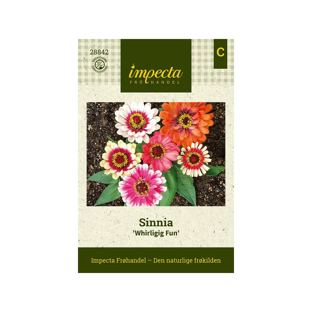 Zinnia elegans 'Whirligig Fun' Sinnia 'Whirligig Fun'