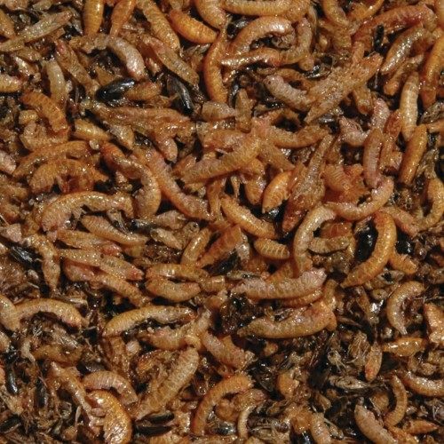 Alimento Natural para Peixes
