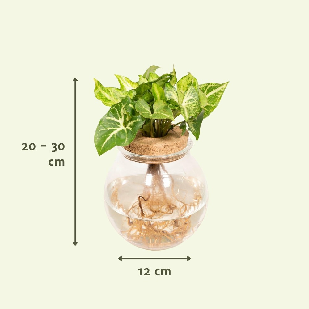 Plante d'intérieur - syngonium vert en hydroculture 30cm