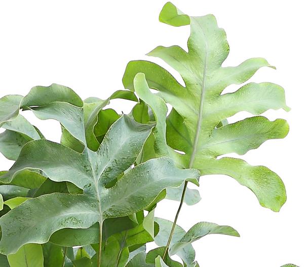 Goldtüpfelfarn - Phlebodium aureum 'Blue